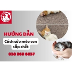 Hướng Dẫn Cách Cứu Mèo Con Sắp Chết