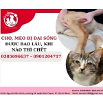 Chó, mèo bị dại sống được bao lâu, khi nào thì chết