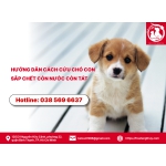 Hướng dẫn cách cứu chó con sắp chết còn nước còn tát