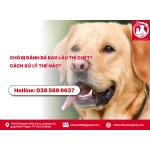 Chó bị đánh bả bao lâu thì chết? Cách xử lý thế nào?