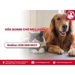 Hỏa táng chó mèo quận 2