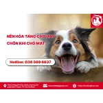 Nên hỏa táng chó hay chôn khi chó mất