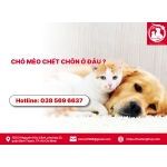 Chó mèo chết chôn ở đâu?