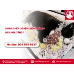 Chó bị chết có nên chôn không? hay hỏa táng