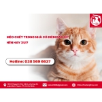 Mèo chết trong nhà có điềm báo gì? Hên hay xui?