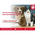 Chó, mèo chết nên làm gì? Những việc nên và không nên