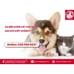 Có Nên Chôn Cất Chó Mèo Sau Khi Chết Không