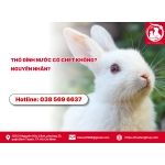 Thỏ dính nước có chết không? Nguyên nhân?