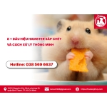 8 + dấu hiệu hamster sắp chết và cách xử lý thông minh