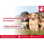 Nguyên nhân chó bị chết đột ngột là gì? Cách nhận biết