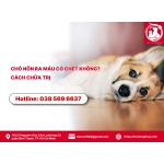 Chó nôn ra máu có chết không? Cách chữa trị