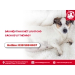 Dấu hiệu thai chết lưu ở chó - Cách xử lý thế nào?