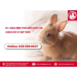 Các dấu hiệu thỏ sắp chết và cách xử lý kịp thời