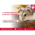 Tại sao chuột hamster con chết? Hướng dẫn phòng tránh