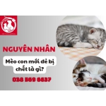 Nguyên nhân mèo con mới đẻ bị chết là gì?