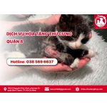 Dịch vụ hỏa táng thú cưng quận 8