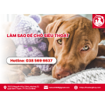 Thú cưng chết nên làm gì ? 