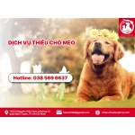 Dịch vụ thiêu chó mèo