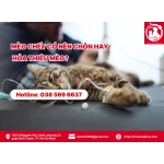 Mèo chết có nên chôn hay hỏa thiêu mèo?