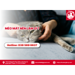 Mèo mất nên làm gì ?