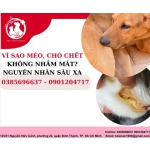 Vì sao mèo, chó chết không nhắm mắt? Nguyên nhân sâu xa