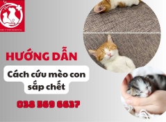 Hướng Dẫn Cách Cứu Mèo Con Sắp Chết