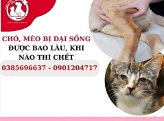 Chó, mèo bị dại sống được bao lâu, khi nào thì chết