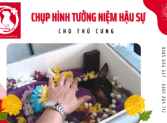 Dịch vụ chụp hình tưởng niệm hậu sự cho thú cưng