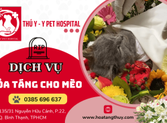 Dịch vụ hỏa táng cho mèo chuyên nghiệp đầy đủ tại Tphcm 