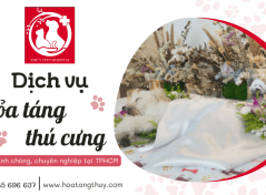 Dịch vụ hỏa táng cho thú cưng nhanh chóng chuyên nghiệp tại TPHCM