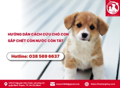 Hướng dẫn cách cứu chó con sắp chết còn nước còn tát