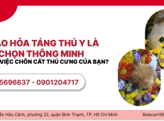 VÌ SAO HỎA TÁNG THÚ Y LÀ LỰA CHỌN THÔNG MINH TRONG VIỆC CHÔN CẤT THÚ CƯNG CỦA BẠN?