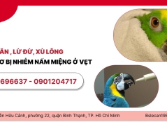 VẸT BỎ ĂN , LỪ ĐỪ, XÙ LÔNG - NGUY CƠ BỊ NHIỄM NẤM MIỆNG Ở VẸT