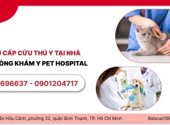 DỊCH VỤ CẤP CỨU THÚ Y TẠI NHÀ CỦA PHÒNG KHÁM Y PET HOSPITAL