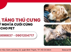 HỎA TÁNG THÚ CƯNG - VIỆC Ý NGHĨA CUỐI CÙNG DÀNH CHO PET