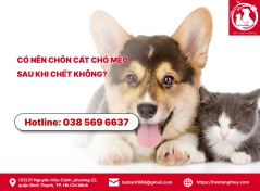 Có Nên Chôn Cất Chó Mèo Sau Khi Chết Không