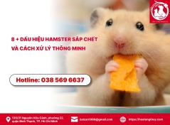 8 + dấu hiệu hamster sắp chết và cách xử lý thông minh