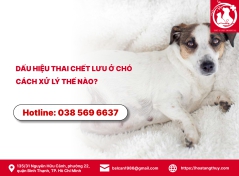 Dấu hiệu thai chết lưu ở chó - Cách xử lý thế nào?