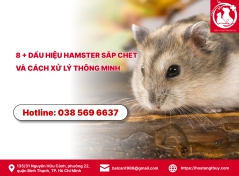 Tại sao chuột hamster con chết? Hướng dẫn phòng tránh