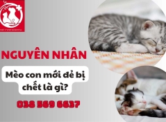 Nguyên nhân mèo con mới đẻ bị chết là gì?