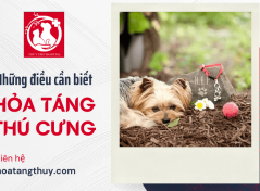 Những điều cần biết khi hỏa táng thú cưng của bạn