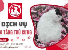 Quy trình hỏa táng thú cưng chuyên nghiệp tại Thú Y - Y Pet Hospital