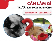 Cần làm gì trước khi hỏa táng chó