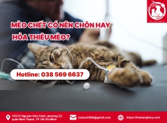 Mèo chết có nên chôn hay hỏa thiêu mèo?