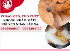 Vì sao mèo, chó chết không nhắm mắt? Nguyên nhân sâu xa