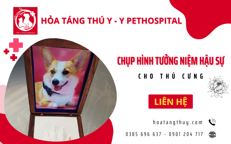 chụp hình tưởng niệm hậu sự thú cưng