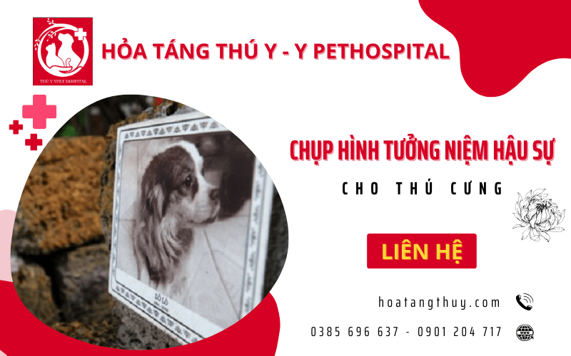 chụp hình tưởng niệm hậu sự thú cưng