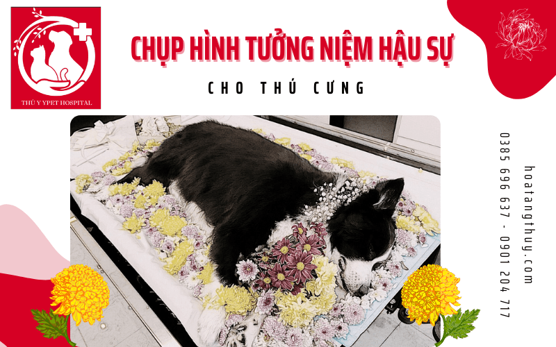 chụp hình tưởng niệm hậu sự thú cưng