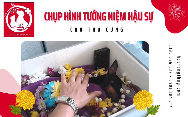 chụp hình tưởng niệm hậu sự thú cưng