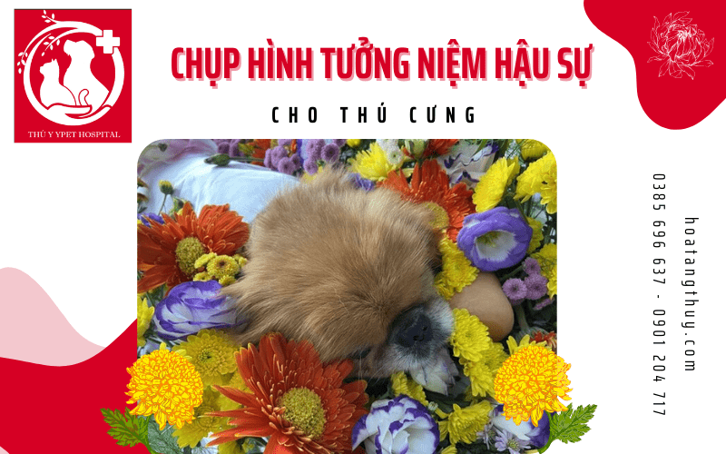 chụp hình tưởng niệm hậu sự thú cưng